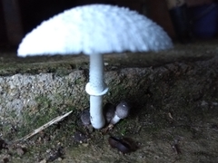 Leucocoprinus