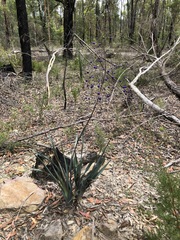 Dianella prunina