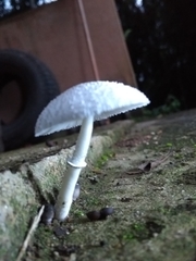 Leucocoprinus