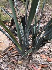 Dianella prunina