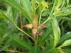 Ludwigia elegans