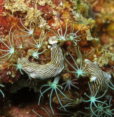 Dermatobranchus striatus