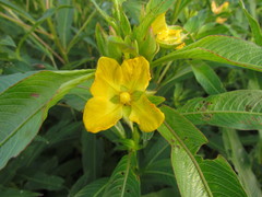 Ludwigia elegans