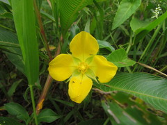 Ludwigia elegans