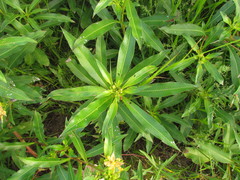 Ludwigia elegans