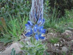 Lupinus lanatus