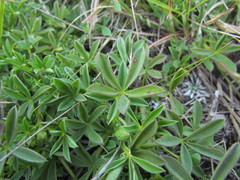 Lupinus rubriflorus