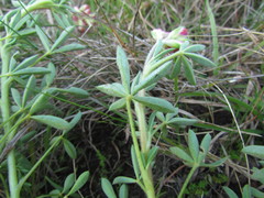 Lupinus rubriflorus