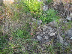 Lupinus rubriflorus