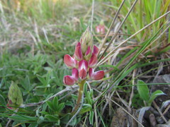 Lupinus rubriflorus