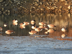 Branta canadensis