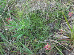 Lupinus rubriflorus