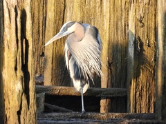 Ardea herodias