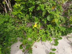 Mandevilla funiformis