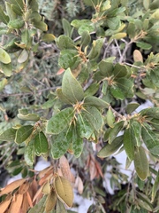 Chrysolepis sempervirens