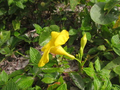 Mandevilla funiformis