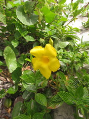 Mandevilla funiformis