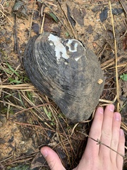 Elliptoideus sloatianus