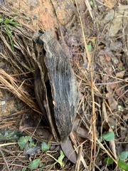 Elliptoideus sloatianus