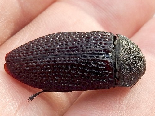 Stigmodera porosa · iNaturalist