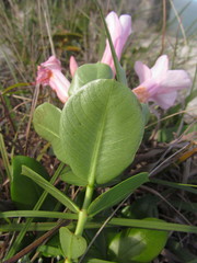 Mandevilla pohliana