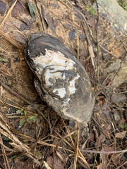 Elliptoideus sloatianus