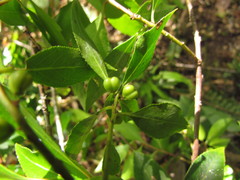 Maytenus boaria