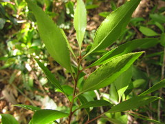 Maytenus boaria