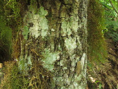 Maytenus boaria