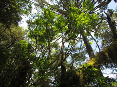 Maytenus boaria