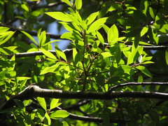 Maytenus boaria