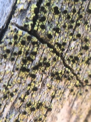 Calicium pinicola