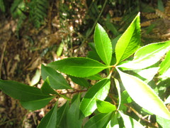 Maytenus boaria