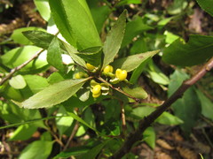 Maytenus boaria