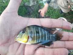 Argentine Humphead photo 5
