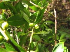 Maytenus boaria
