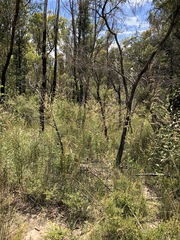 Austrostipa pubescens