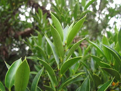 Maytenus ilicifolia