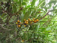 Maytenus ilicifolia