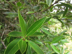 Maytenus ilicifolia