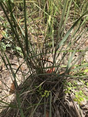 Austrostipa pubescens