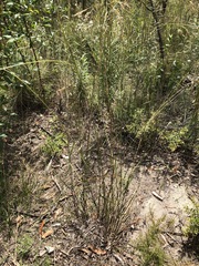 Austrostipa pubescens