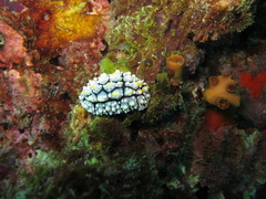 Phyllidia elegans