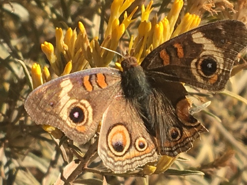 iNaturalist observation photo of Gray Buckeye