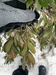 Chrysolepis sempervirens