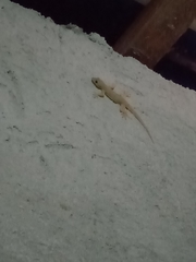 Gehyra mutilata