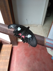 Parides anchises nephalion