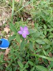 Ruellia squarrosa