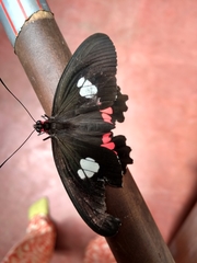 Parides anchises nephalion