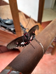 Parides anchises nephalion
